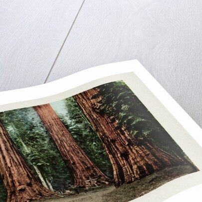 Big Trees in California Postcard by Anonymous