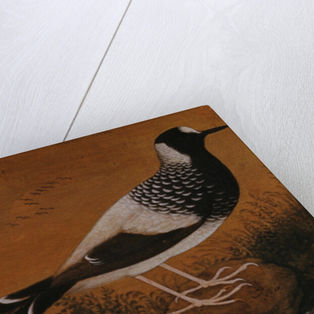 Spotted Forktail, on Silk Jahangir by Anonymous