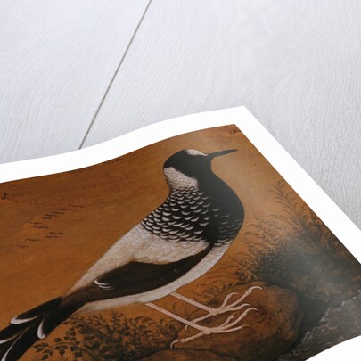 Spotted Forktail, on Silk Jahangir by Anonymous