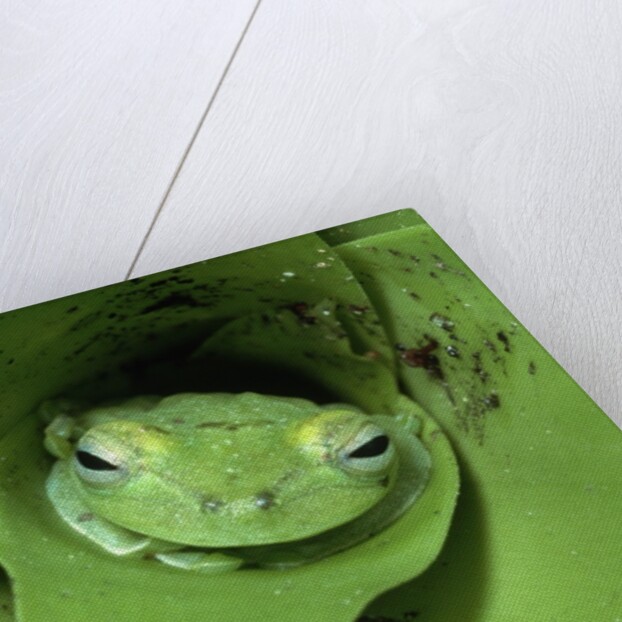 Treefrog in Center of Plant by Anonymous
