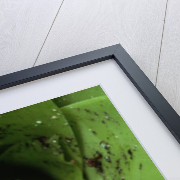 Treefrog in Center of Plant by Anonymous