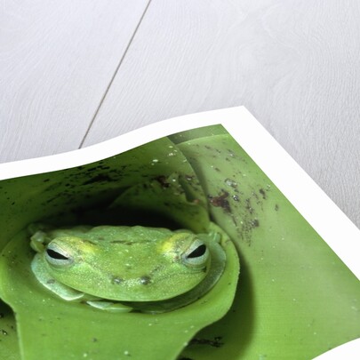 Treefrog in Center of Plant by Anonymous