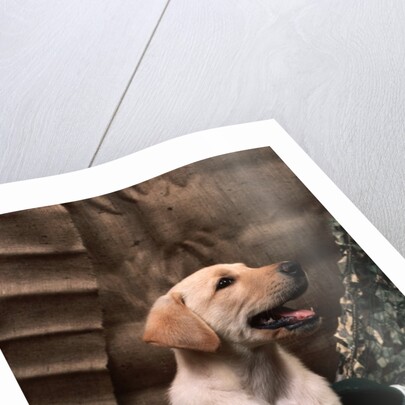 Labrador Retriever Puppy by Anonymous