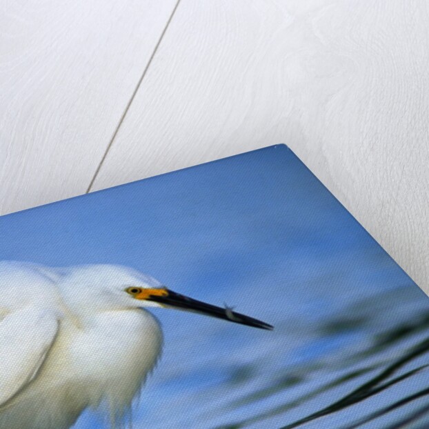 Snowy Egret by Anonymous