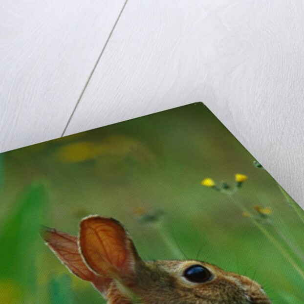 Cottontail Rabbit in the Grass by Anonymous