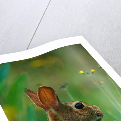Cottontail Rabbit in the Grass by Anonymous