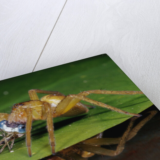 Six-Spotted Fishing Spider Eating Damselfly by Anonymous