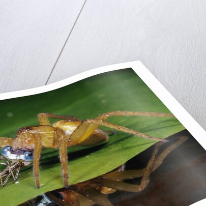 Six-Spotted Fishing Spider Eating Damselfly by Anonymous