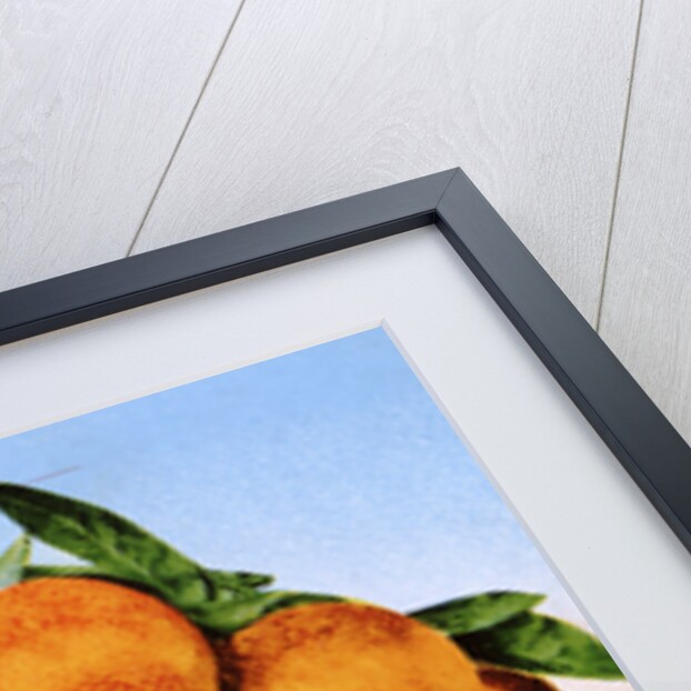 A Carload of Navel Oranges Postcard by Anonymous