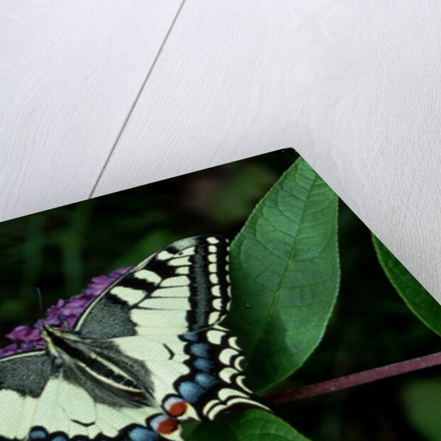 Swallowtail Butterfly by Anonymous