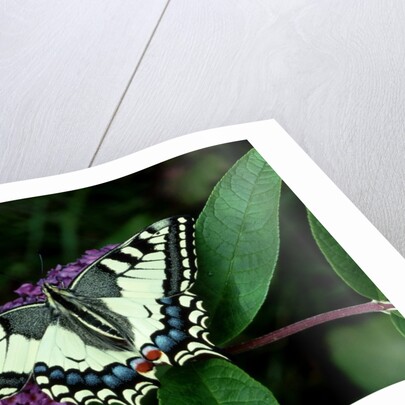 Swallowtail Butterfly by Anonymous