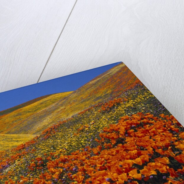 Field of blooming poppies by Anonymous
