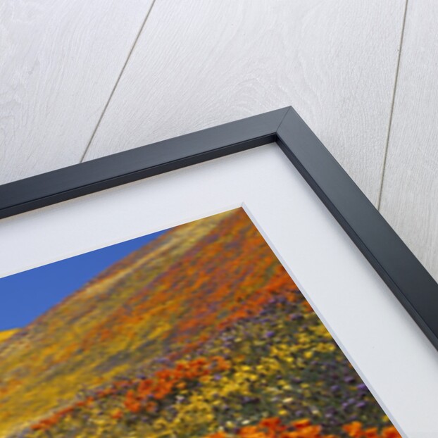 Field of blooming poppies by Anonymous