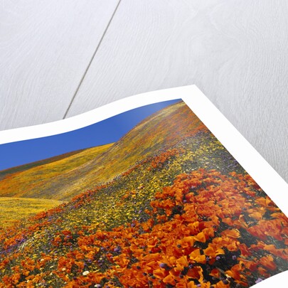 Field of blooming poppies by Anonymous