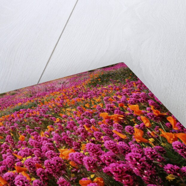 Poppy field - Antelope Valley, California by Anonymous