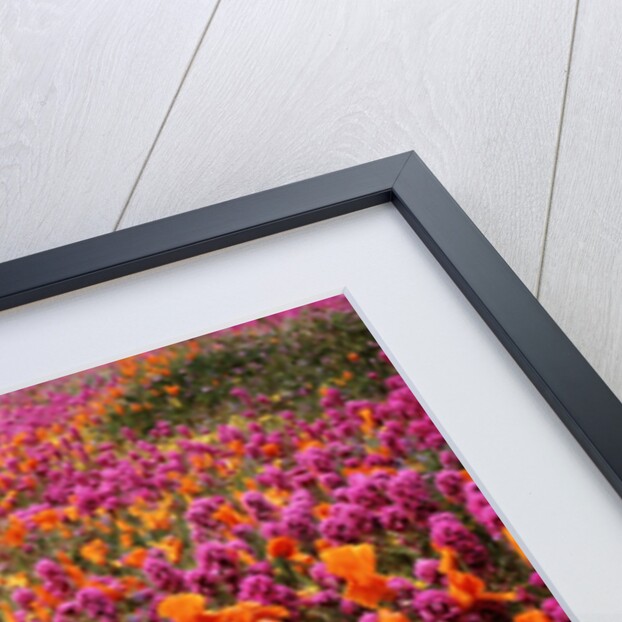Poppy field - Antelope Valley, California by Anonymous