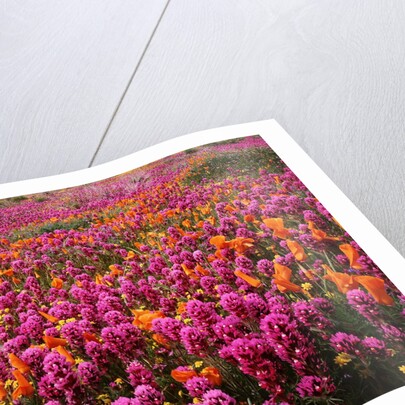 Poppy field - Antelope Valley, California by Anonymous