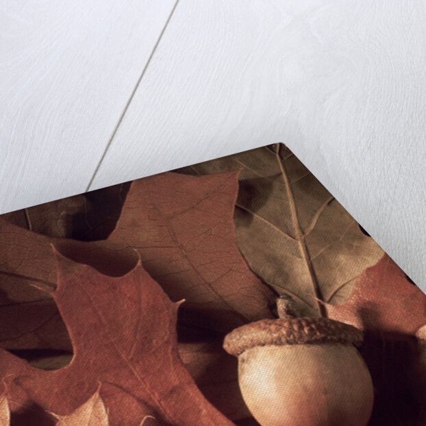 Autumn Acorns and Leaves by Anonymous