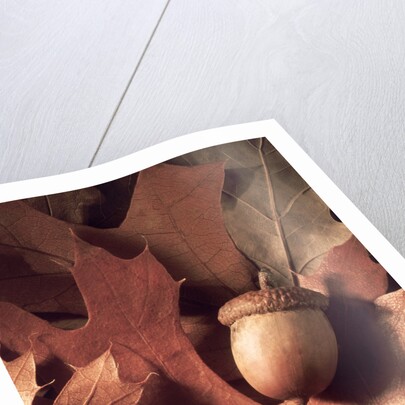 Autumn Acorns and Leaves by Anonymous