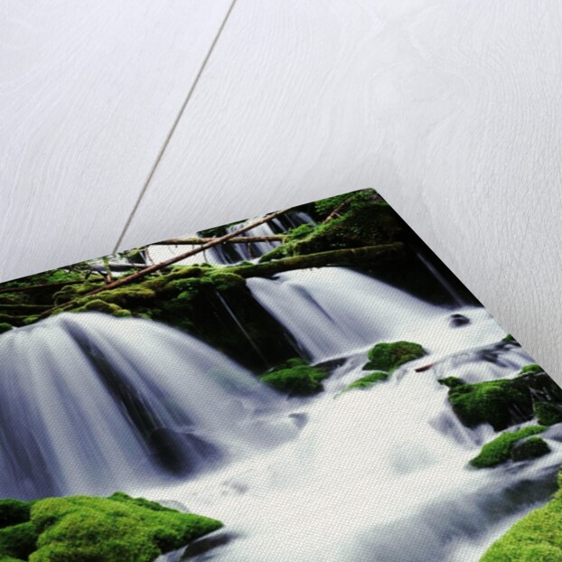 Gifford Pinchot National Forest - Washington by Anonymous