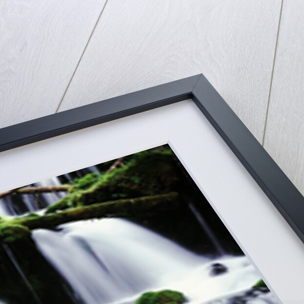 Gifford Pinchot National Forest - Washington by Anonymous