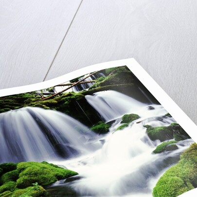 Gifford Pinchot National Forest - Washington by Anonymous