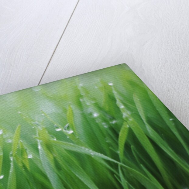 Wet grass by Anonymous