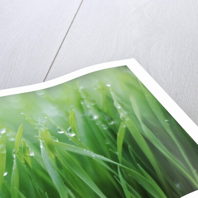 Wet grass by Anonymous