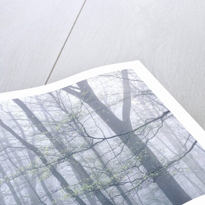 Dogwood Trees in Great Smoky Mountains National Park by Anonymous