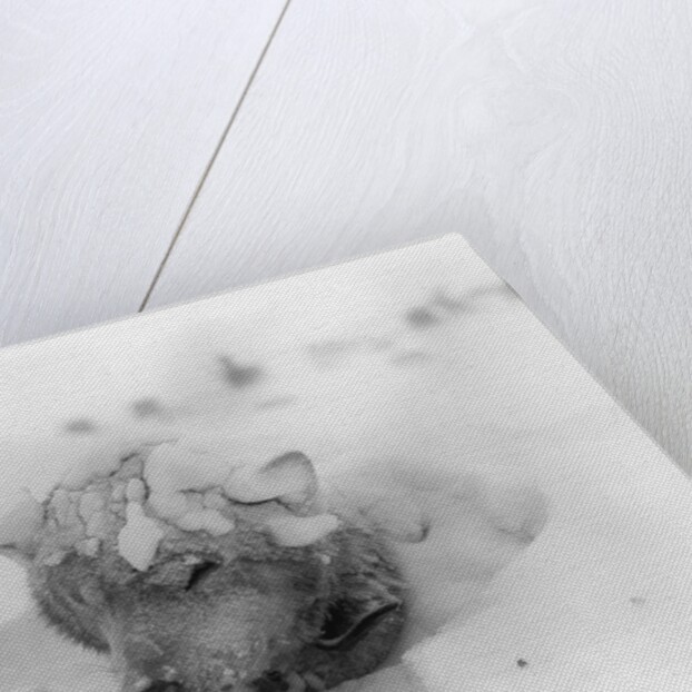 Frozen Sled Dog by Anonymous