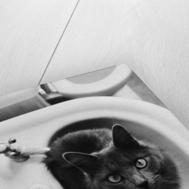Cat Sitting In Bathroom Sink by Anonymous