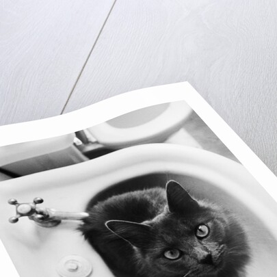 Cat Sitting In Bathroom Sink by Anonymous