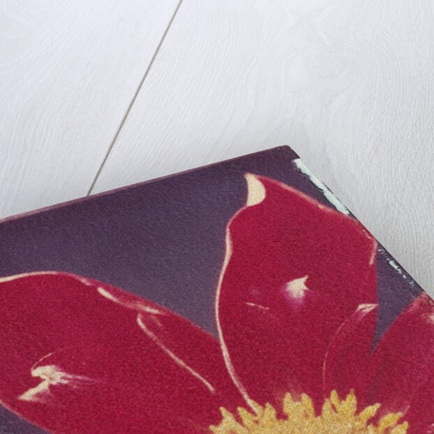 Red Daisy Flower by Anonymous