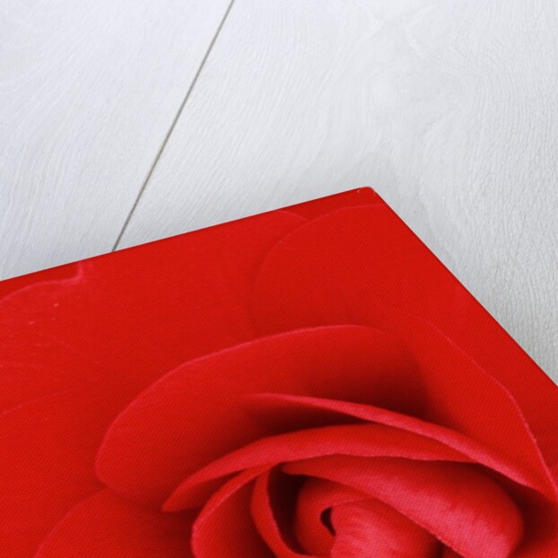 Red Pinwheel Begonia Flower by Anonymous