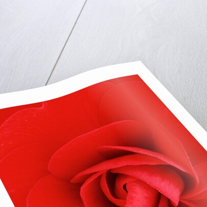 Red Pinwheel Begonia Flower by Anonymous