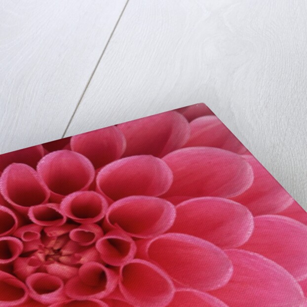 Hot Pink Dahlia Flower by Anonymous