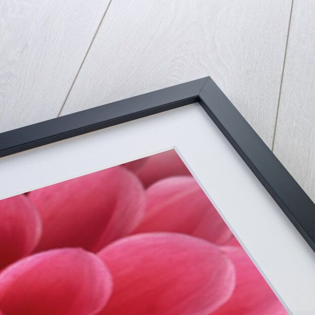 Hot Pink Dahlia Flower by Anonymous