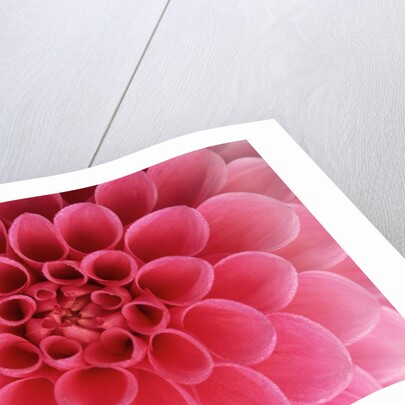 Hot Pink Dahlia Flower by Anonymous