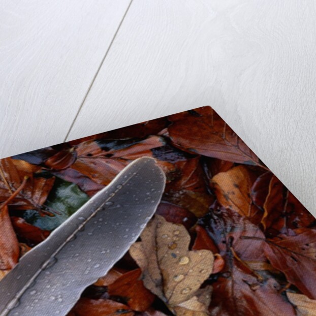 Wood Pigeon Feather Amongst Fallen Leaves by Anonymous