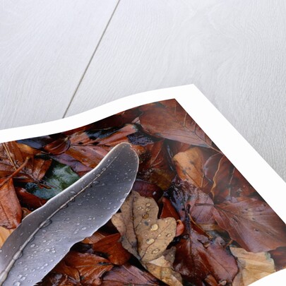 Wood Pigeon Feather Amongst Fallen Leaves by Anonymous