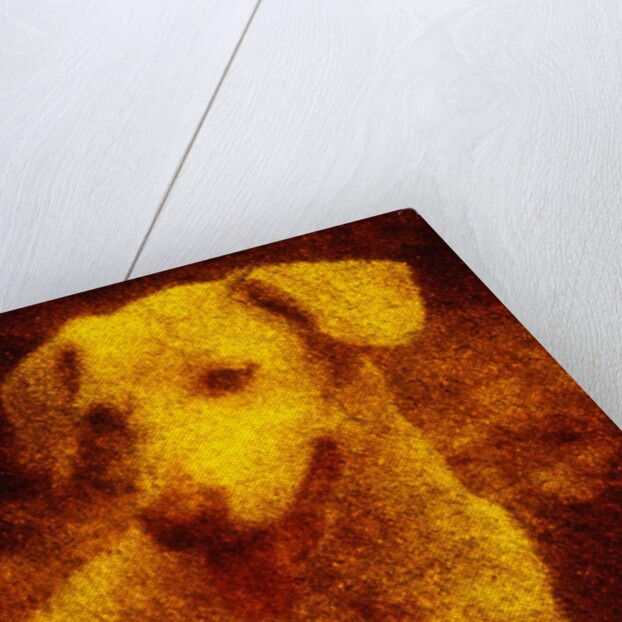Dog by Andre Burian