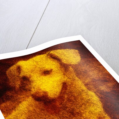 Dog by Andre Burian