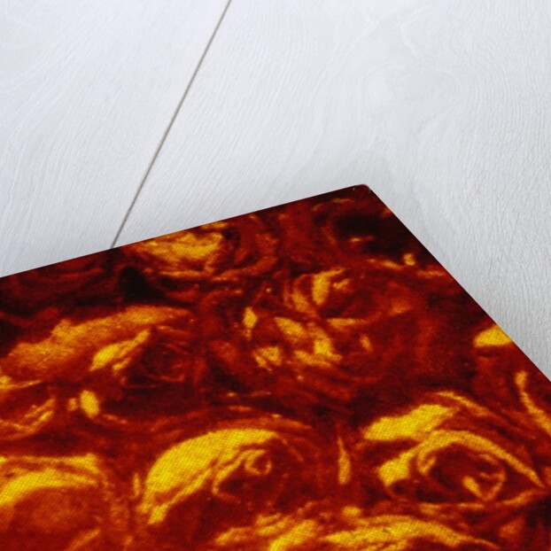 Roses by Andre Burian