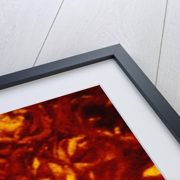 Roses by Andre Burian