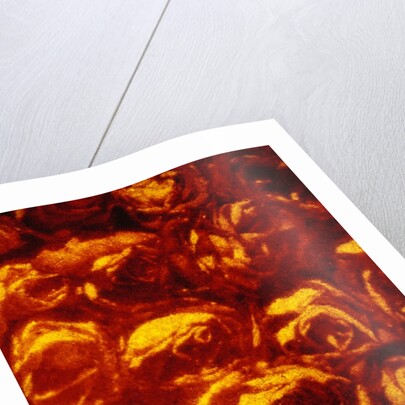 Roses by Andre Burian