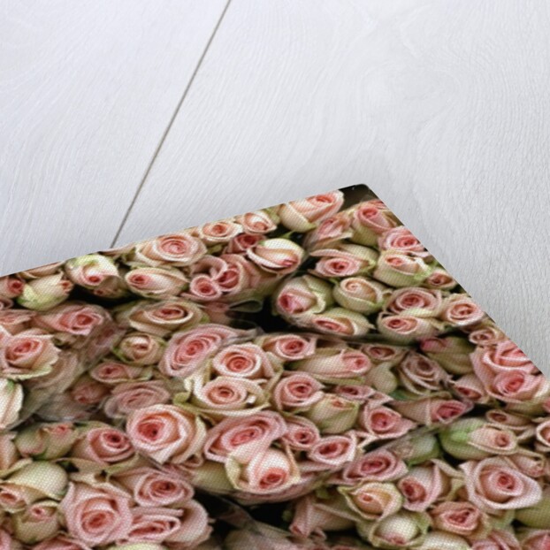 Pink and Cream Rose Bud Bunches by Anonymous