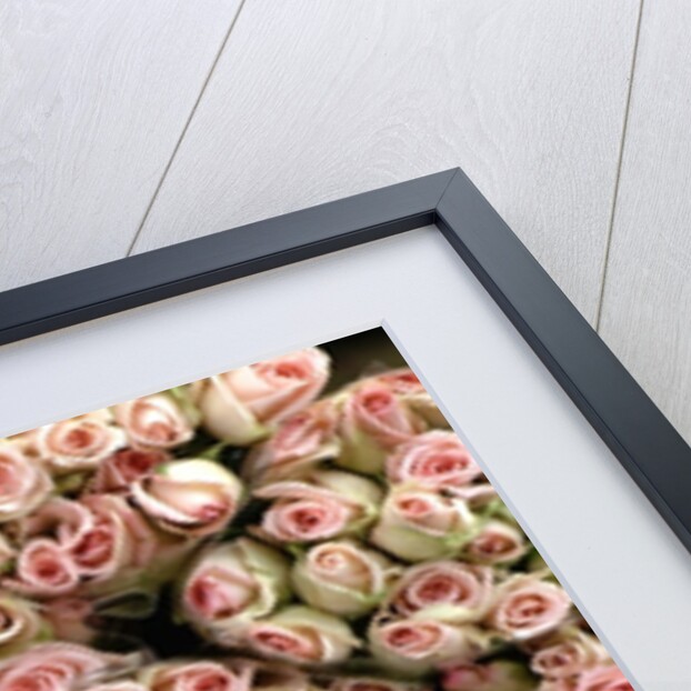 Pink and Cream Rose Bud Bunches by Anonymous