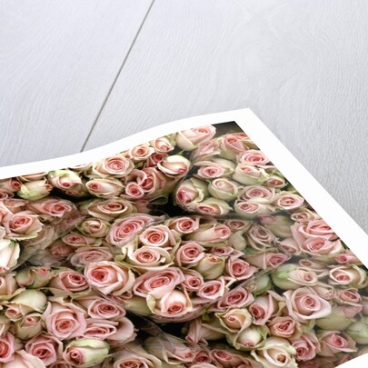 Pink and Cream Rose Bud Bunches by Anonymous