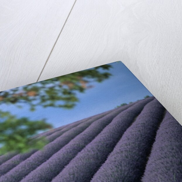 Lavender Fields in France by Anonymous
