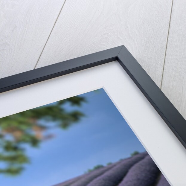 Lavender Fields in France by Anonymous